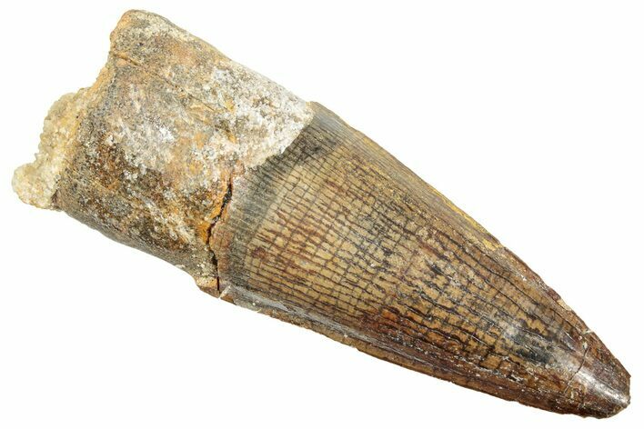Fossil Spinosaurus Tooth - Real Dinosaur Tooth #245088
